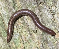 Uroblaniulus