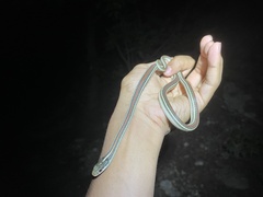 Thamnophis proximus rubrilineatus