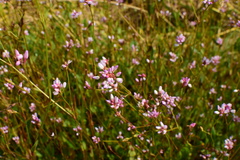 Persicaria hastatosagittata