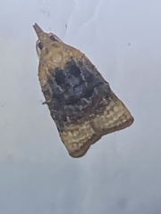 Platynota flavedana