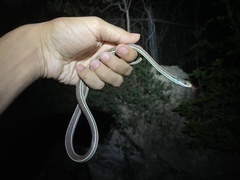 Thamnophis proximus rubrilineatus