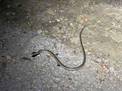 Thamnophis proximus rubrilineatus