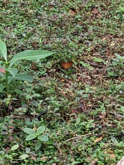 Junonia hedonia