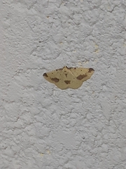 Periclina
