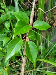 Schisandra arisanensis