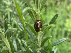 Chrysolina americana