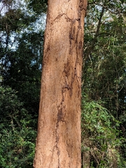 Eucalyptus tereticornis