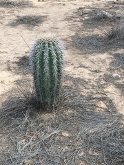 Carnegiea gigantea