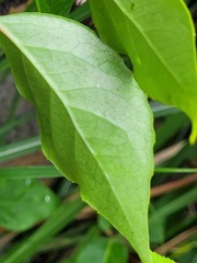 Schisandra arisanensis