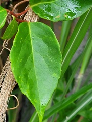Schisandra arisanensis