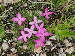 Houstonia rubra