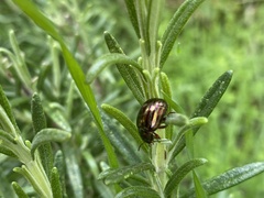 Chrysolina americana