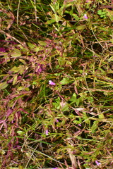 Torenia anagallis