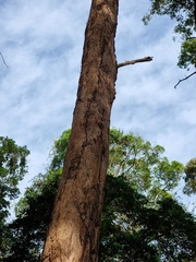 Eucalyptus tereticornis