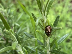 Chrysolina americana