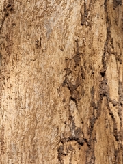 Eucalyptus tereticornis