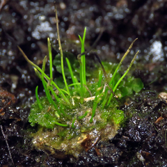 Phaeoceros carolinianus