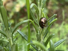 Chrysolina americana