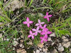 Houstonia rubra
