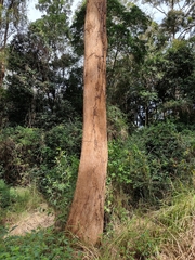 Eucalyptus tereticornis