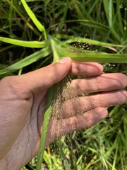Panicum gattingeri