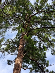 Eucalyptus tereticornis