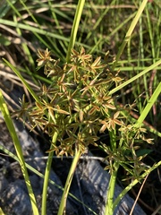 Cyperus dentatus