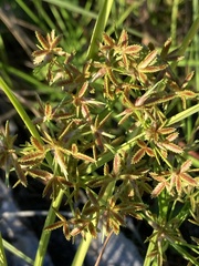 Cyperus dentatus