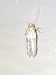 Pigritia