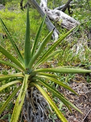 Agave decipiens
