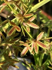 Cyperus dentatus