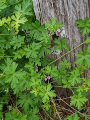 Geranium solanderi