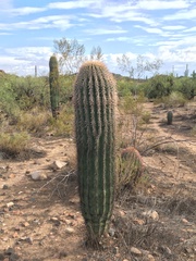 Carnegiea gigantea