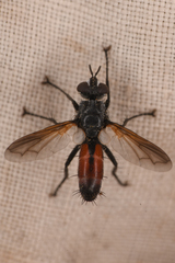 Cylindromyia