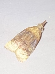 Platynota flavedana