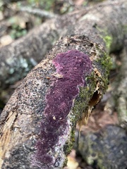 Byssomerulius psittacinus