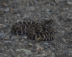 Crotalus oreganus oreganus