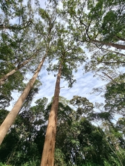 Eucalyptus tereticornis