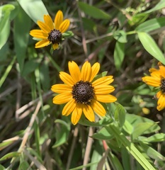 Rudbeckia fulgida spathulata