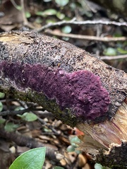 Byssomerulius psittacinus