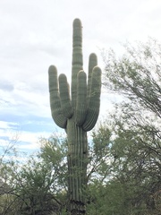 Carnegiea gigantea