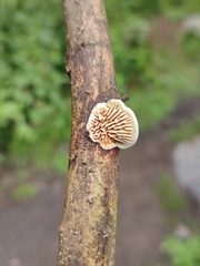 Gloeophyllales