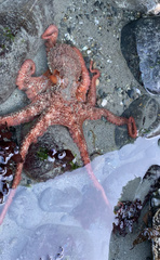 Enteroctopus dofleini