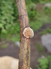Gloeophyllales