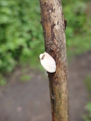Gloeophyllales