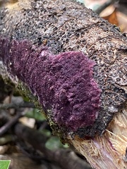 Byssomerulius psittacinus