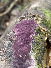 Byssomerulius psittacinus