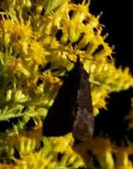 Hypena scabra