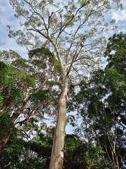 Eucalyptus racemosa