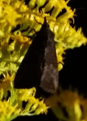 Hypena scabra